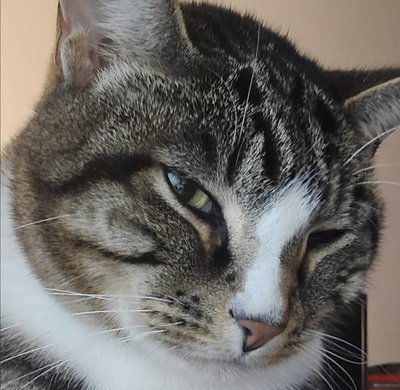 Mewxix