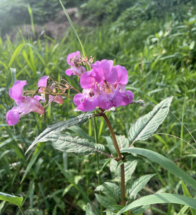 Eva B