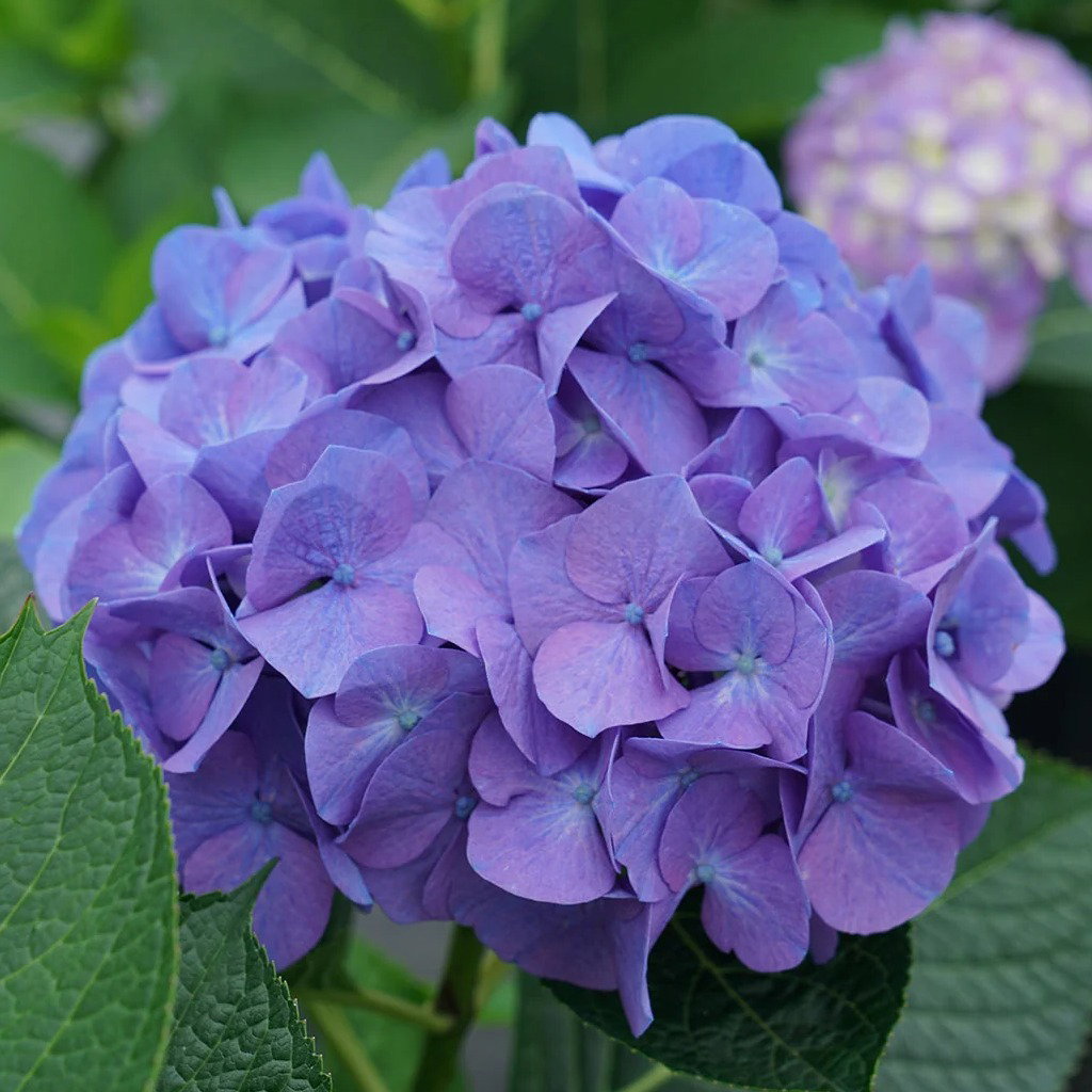 Jami_Hydrangea