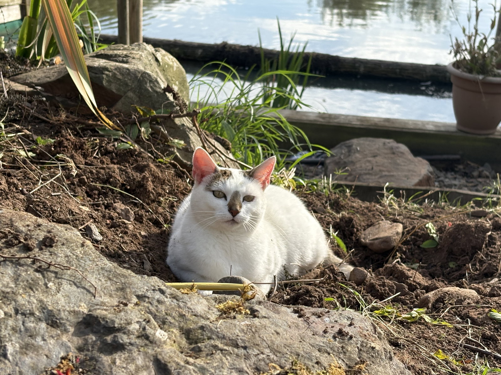 Mia