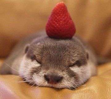 Waterotterva