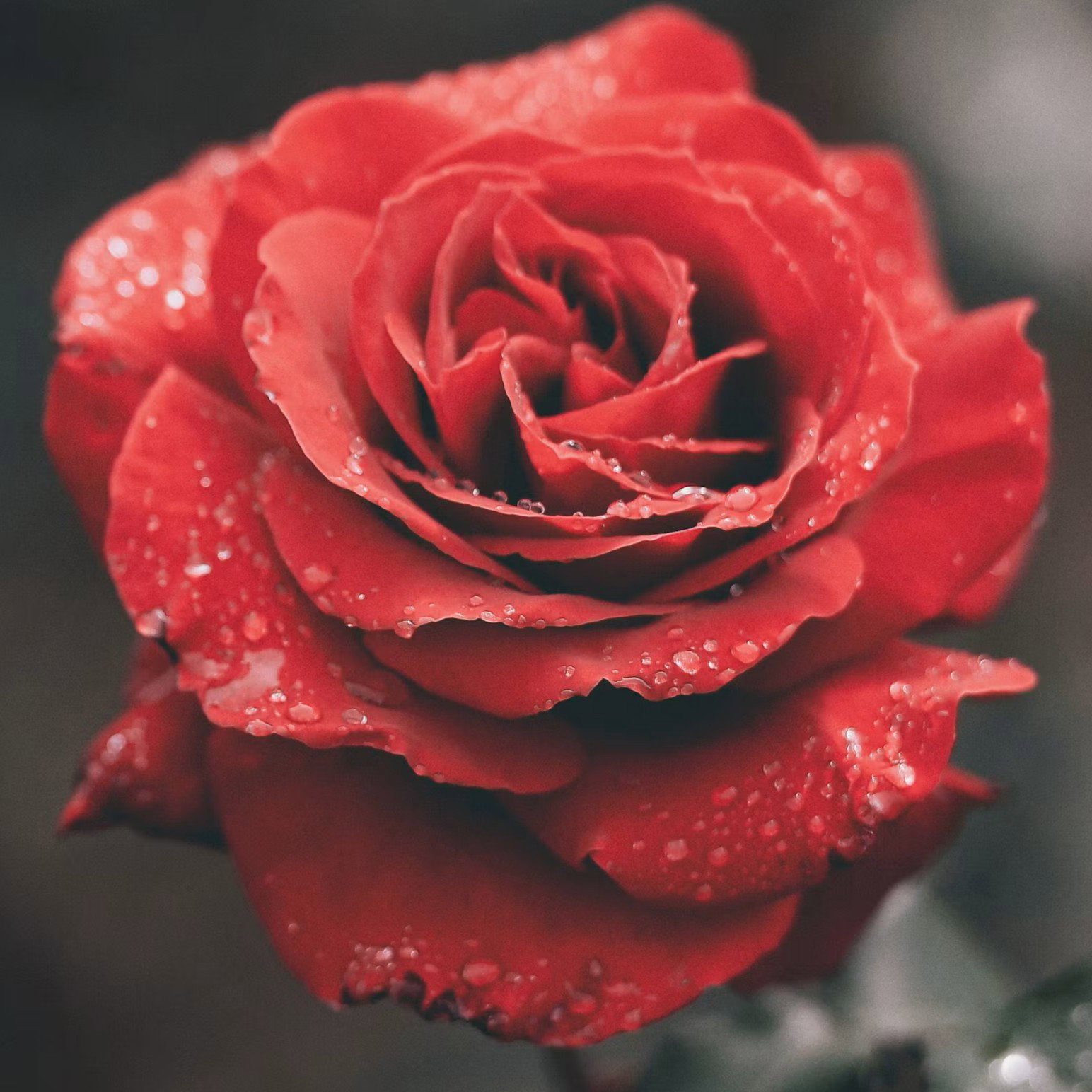 ROSEY