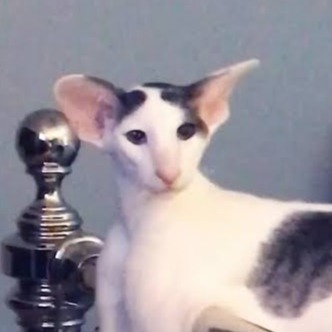 lucius