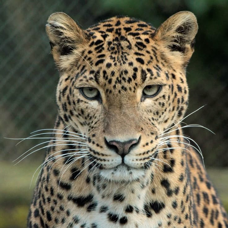 Panther 