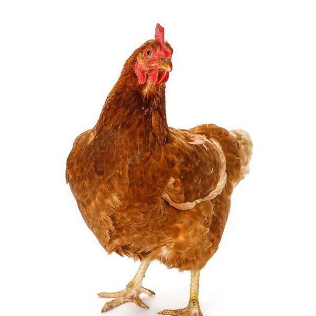 cool chicken