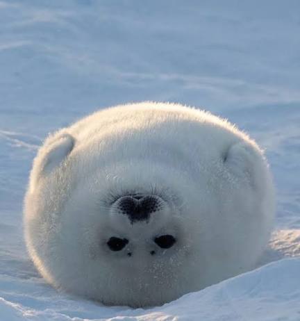 SleepySirene