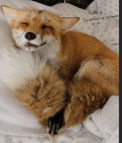 Firefox