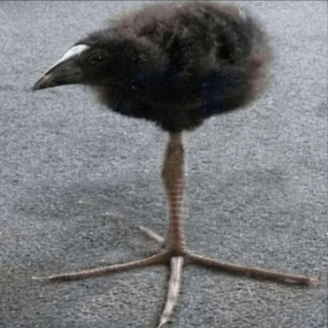 Birbman12345678910