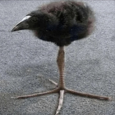 Birbman12345678910