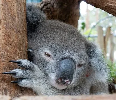koaladeeda