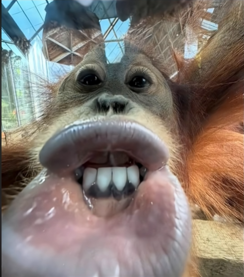 Woeterdoeter