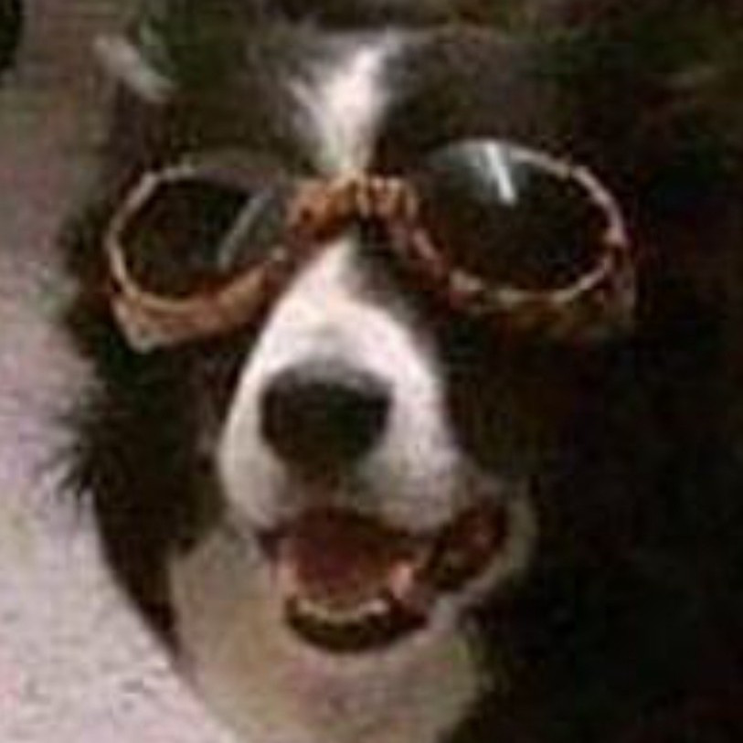 RarePupperVA
