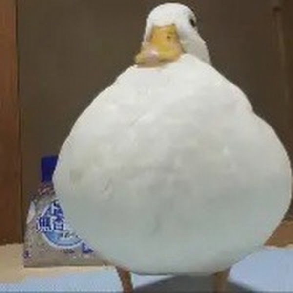 fat_duck