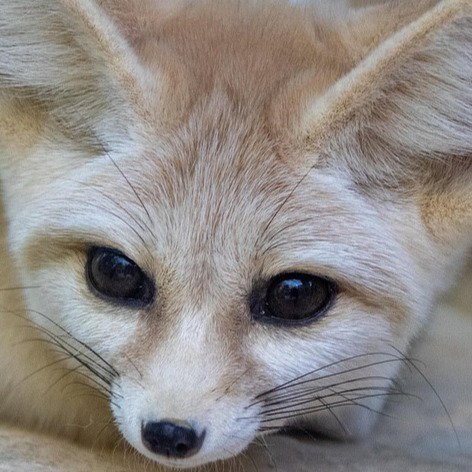 FrutigerFoxVA