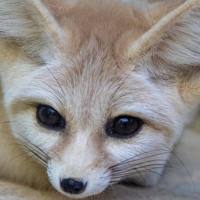 FrutigerFoxVA