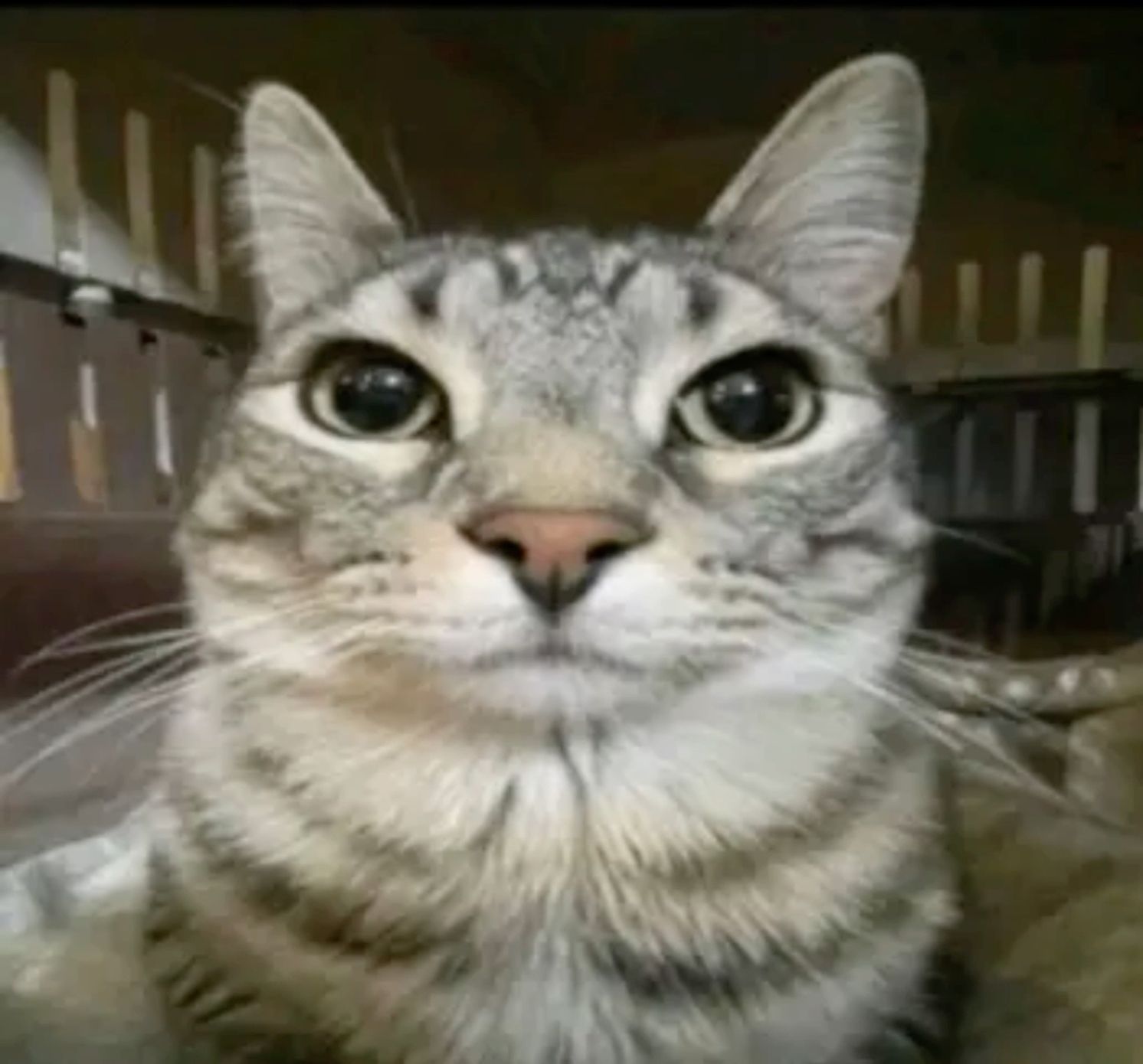 Hans