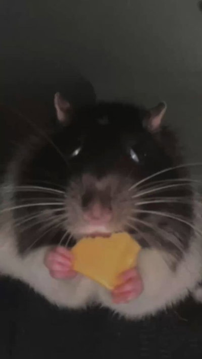 Ari