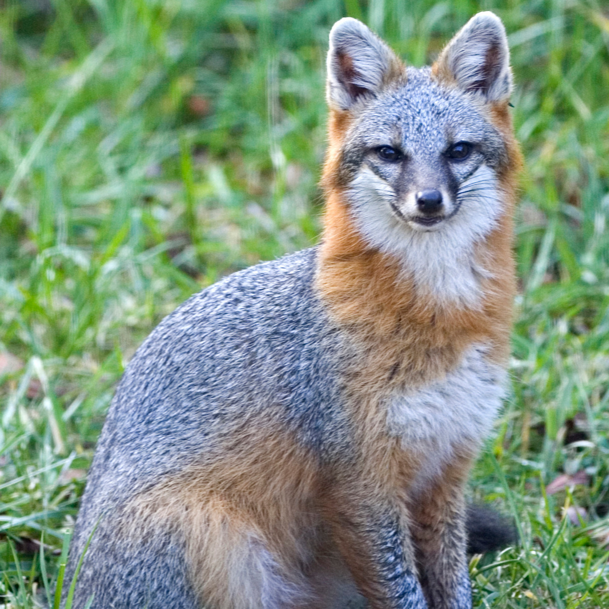 Fox with a Mic