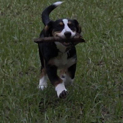 Mobbit