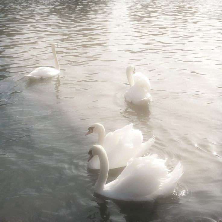 swan