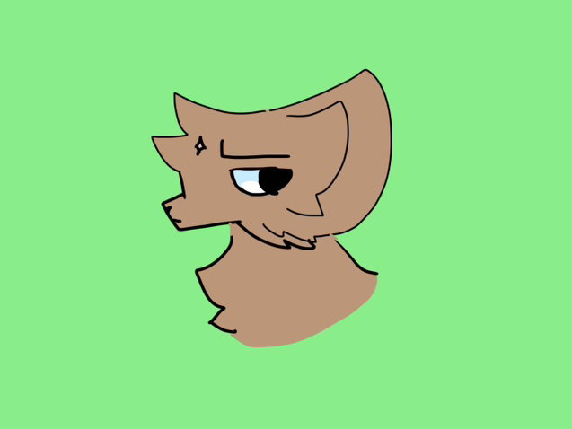 Mako the cat