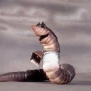 SIR-WORMSALOT