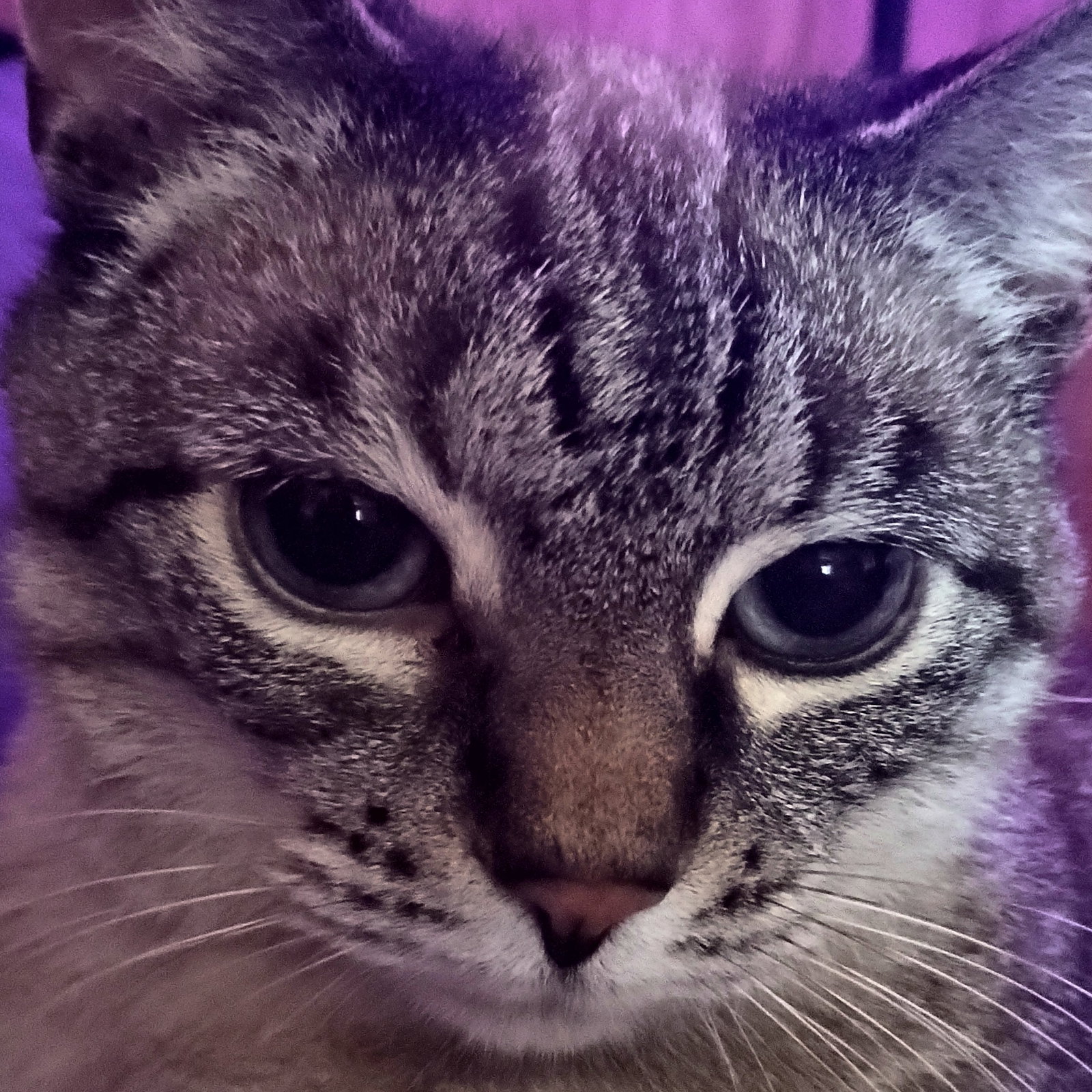 Uismi