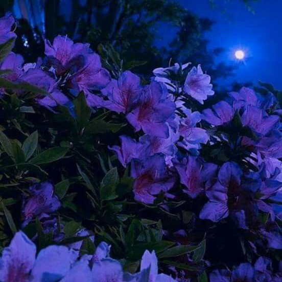 NightShadeDover