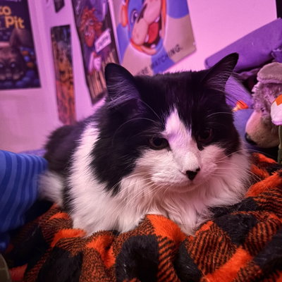 Kaptain_Catnap